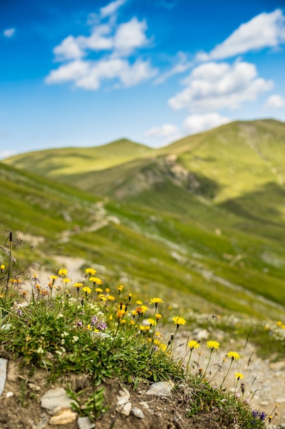 Wild flowers