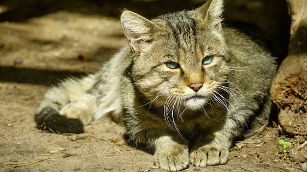 Wild forest Carpathian cat