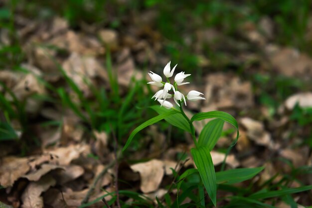 Wild forest flowers