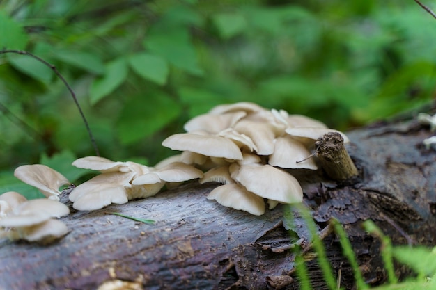 Wild forest mushrooms growing on an old fallen tree in a summer forest high quality photo