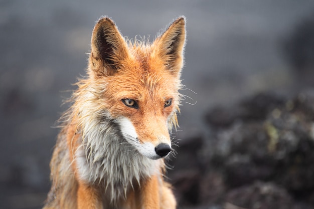 Wild fox and blurred rocks