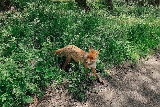 A wild fox came out of the forest on the road