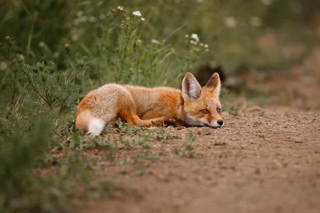 The wild fox came out of the forest on the road