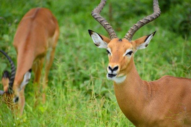 wild free deer and antelopes in africa national reserve with animals protection of wild deer