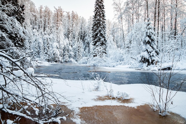 The wild frozen small river in the winter wood the wild nature at sunset the river of red color ice ...