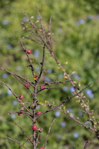 Wild fruit found in tree in the nature