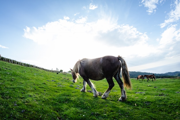 Wild funny horses in the green mountain