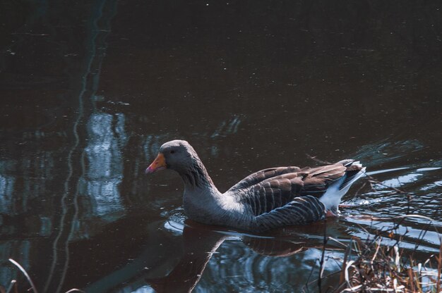 Wild geese flock eating in the river Angry gray goose closeup in dirty dark water The problem of ecology in nature