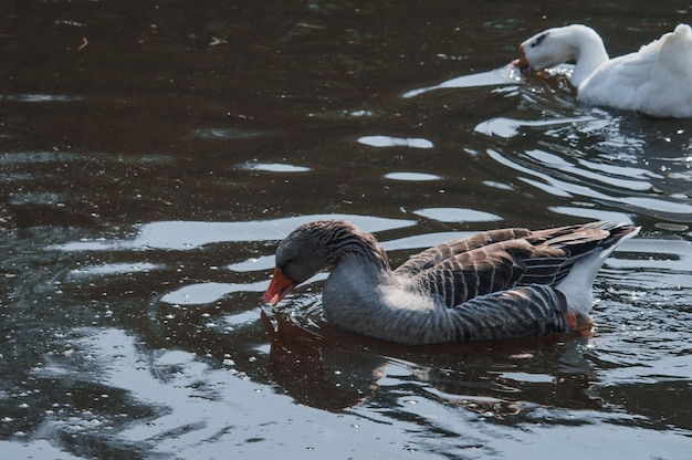 Wild geese flock eating in the river Angry gray goose closeup in dirty dark water The problem of ecology in nature