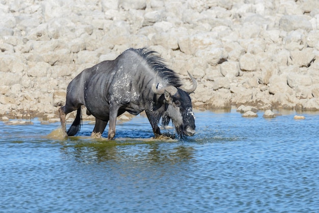 Wild gnu antelope in in African national park