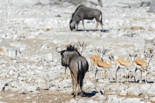 Wild gnu antelope in in African national park