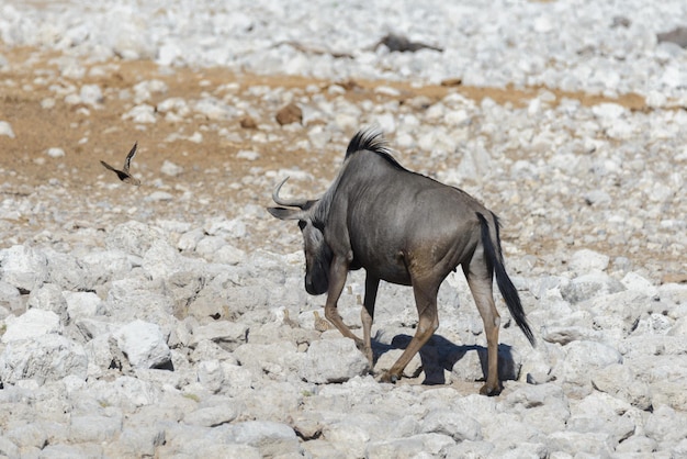 Wild gnu antelope in in African national park