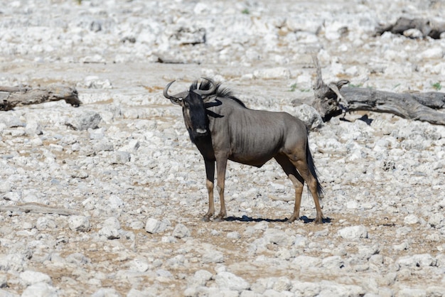 Wild gnu antelope in in African national park