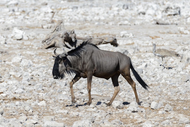 Wild gnu antelope in in African national park