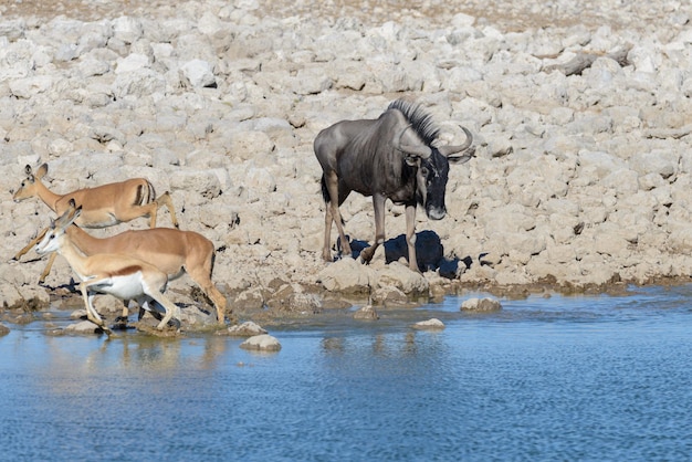 Wild gnu antelope in in African national park