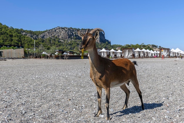 Wild goat on the beach Summer day