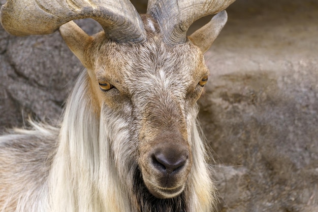 Wild goat on the rock Herbivore in nature