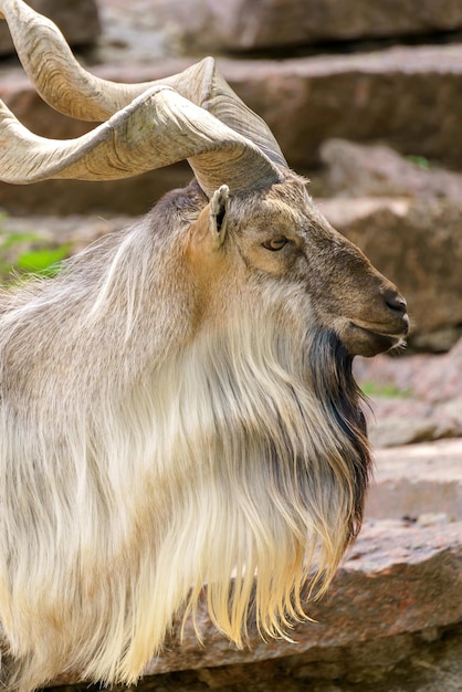 Wild goat on the rock Herbivore in nature