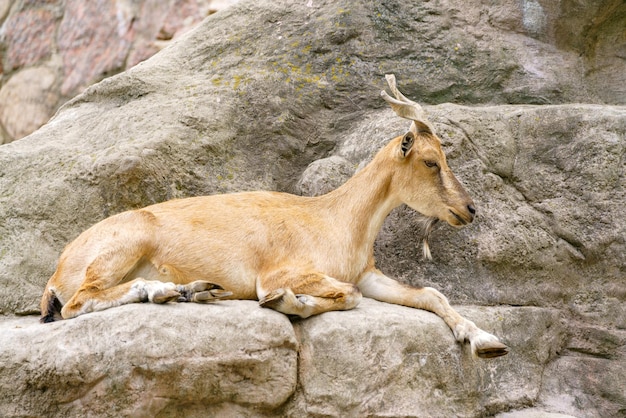 Wild goat on the rock Herbivore in nature