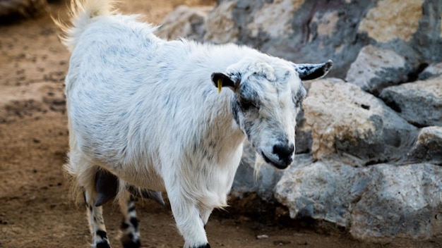 Wild goat in the zoo