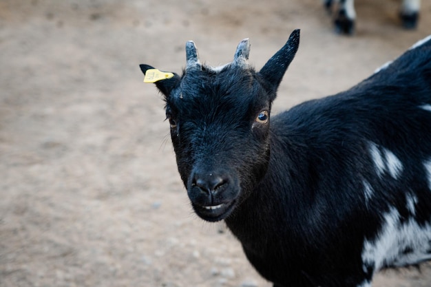 Wild goat in the zoo