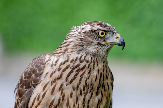 Wild goshawk