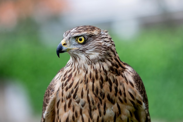 Wild goshawk