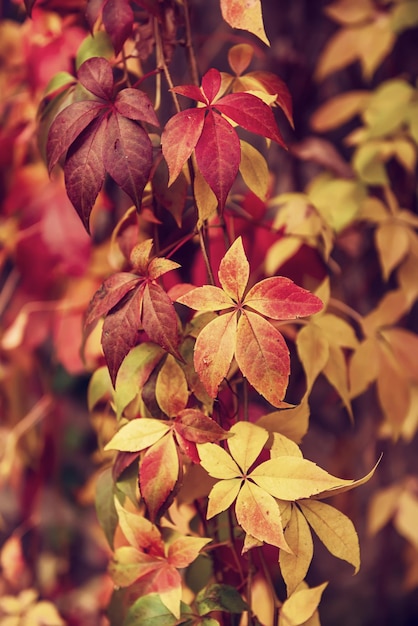 Wild grape red leaves natural seasonal autumn vintage background