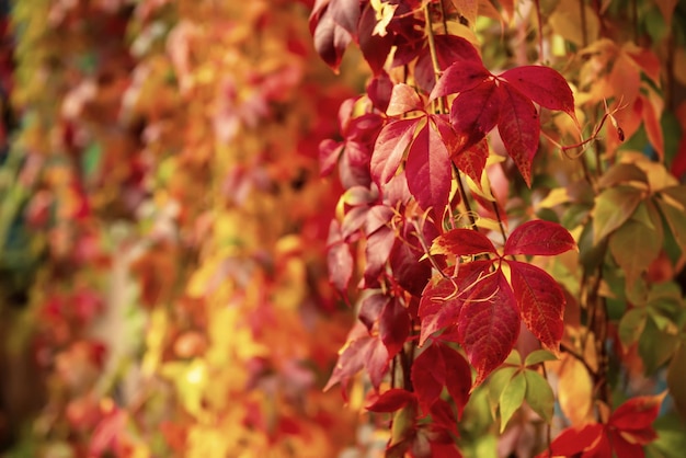 Wild grape red leaves natural seasonal autumn vintage background