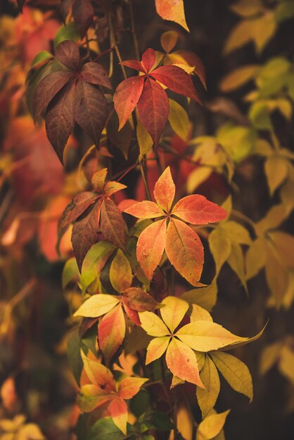 Wild grape red leaves natural seasonal autumn vintage background