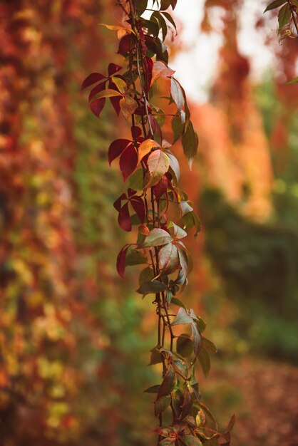 Wild grape red leaves