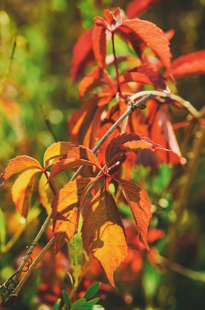 Wild grape red leaves