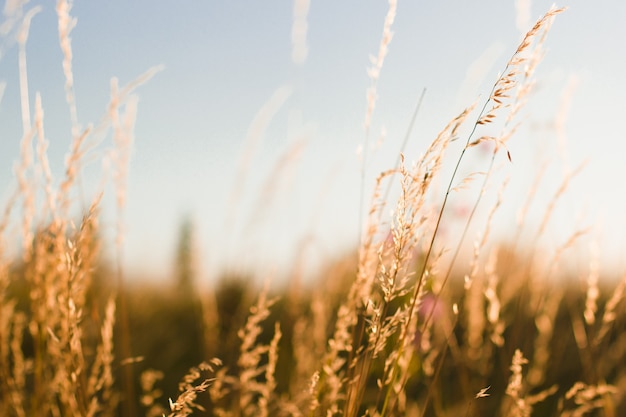 Wild grass field landscape with spikes. Rural scene. Nature concept. Blurred soft focus.