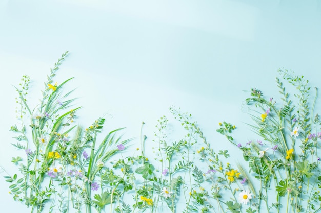 Wild grass and flowers on green paper background