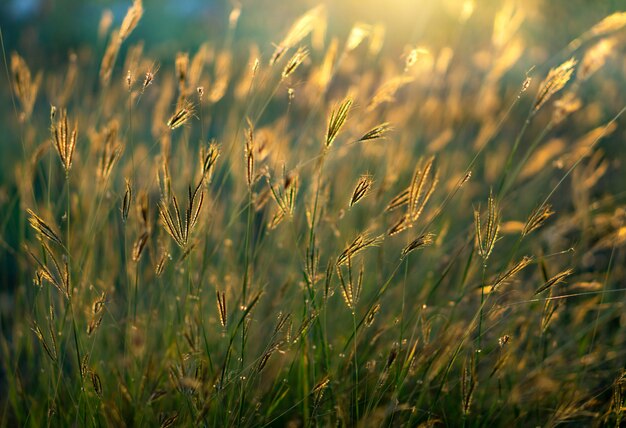 Wild grass flowers in sunset time