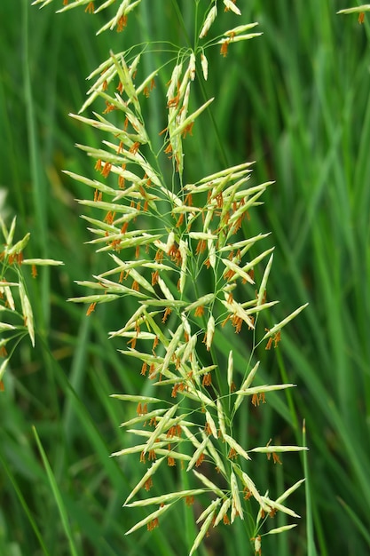 wild grass growing in the field natural green background