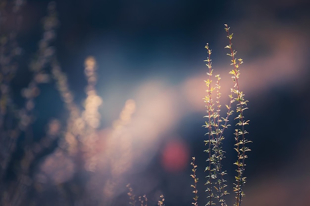 Wild grasses in a forest at sunset. Macro image, shallow depth of field. Beautiful autumn nature background