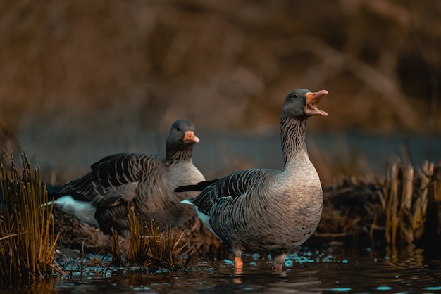 Wild gray geese in a pond on a blurry scene