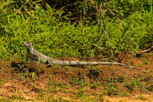 Wild green iguana close up in the nature habitat Wild brasil brasilian wildlife pantanal green jungle iguana iguana