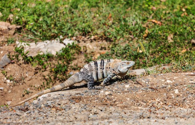 Wild green iguana in Costa Rica