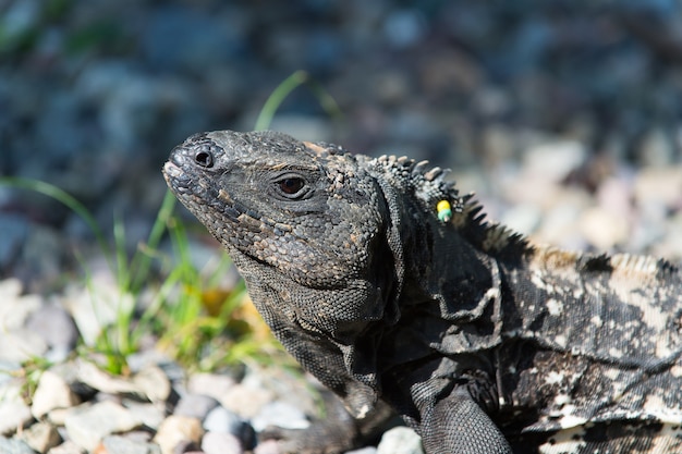 Wild green lizard or iguana bearded dragon reptile animal sunny summer outdoor sits near grass on natural background