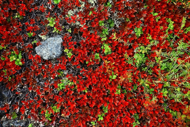 wild growing red berries nature background northern