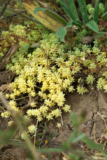 Wild growing sedum in the mountains of Georgia