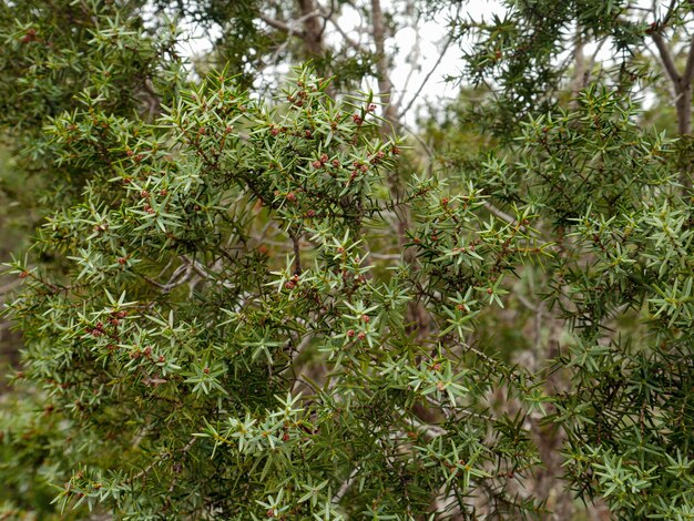 Wild herbs greenery natural background in the forest