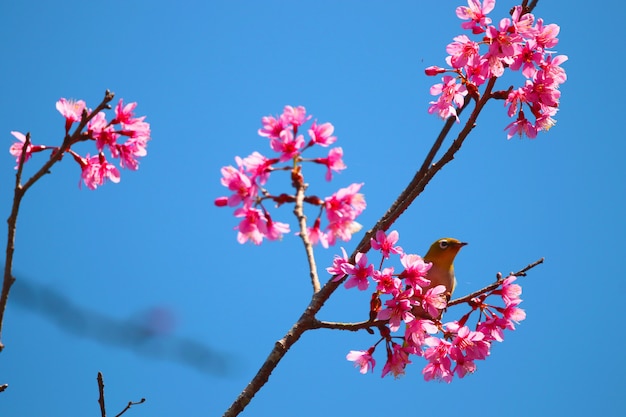 Wild Himalayan Cherry beautiful flowers