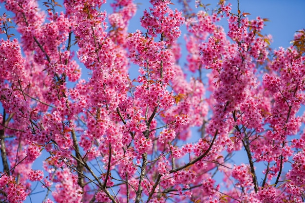 Wild Himalayan Cherry Blossom beautiful pink cherry blossoming flower branches on nature outdoors Pink Sakura flowers of Thailand dreamy romantic image spring landscape