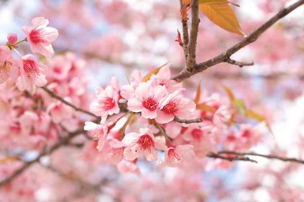 Wild himalayan cherry blossoms in spring season, Pink sakura flower  the background