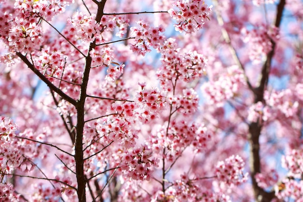 Wild Himalayan Cherry Blossoms in spring season (Prunus cerasoides), Sakura in Thailand