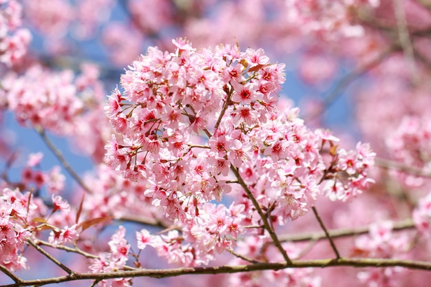 Wild Himalayan Cherry Blossoms in spring season (Prunus cerasoides)