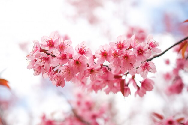 Wild Himalayan Cherry Blossoms in spring season